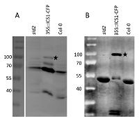 ICS1 | Isochorismate synthase 1, chloroplastic in the group Antibodies Plant/Algal / Environmental Stress / Pathogen attack at Agrisera AB (Antibodies for research) (AS16 4107)